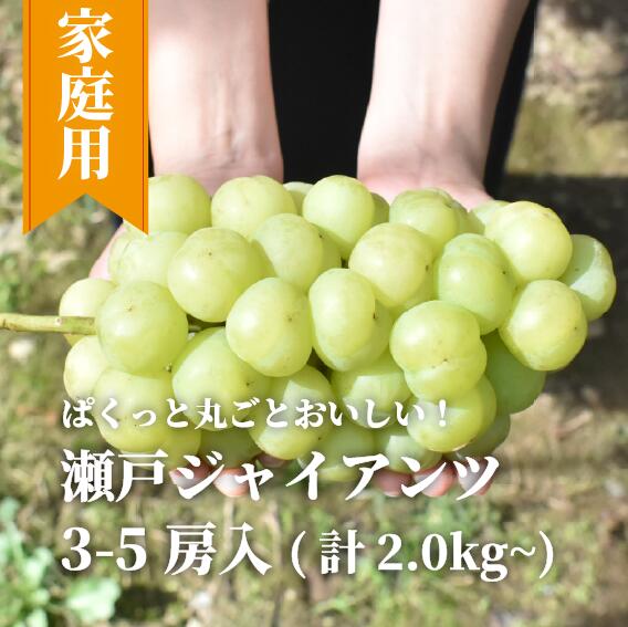 【ふるさと納税】 瀬戸ジャイアンツ 3-5房 約2kg～ (岡山県産) 2026年9月下旬 以降より順次発送予定 【配送不可地域：離島】 | 果物 くだもの フルーツ 葡萄 ぶどう 瀬戸ジャイアンツ 岡山県産 きよとうファーム【KF-B047-01】