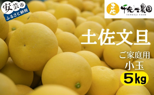 【 先行予約受付 】【 R8年発送 】 土佐文旦 小玉 5kg 訳あり 家庭用 ( スレ キズ あり )  フルーツ 果物 柑橘 期間限定 季節限定 旬 文旦 ぶんたん ブンタン 産地直送 お取り寄せ おいしい 千光士農園 高知県産 高知県安芸市