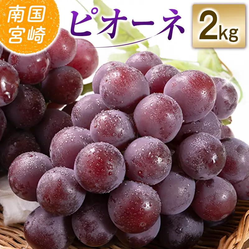 ピオーネ 【令和9年発送 先行予約】小林市産 ピオーネ 2kg ぶどう