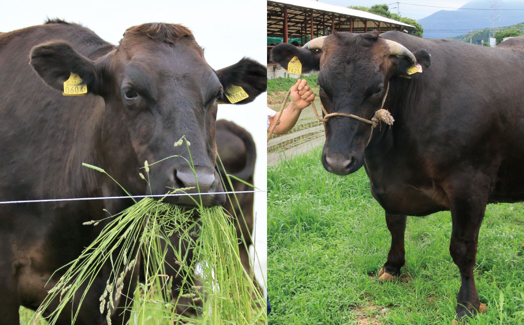 【10ヶ月定期便】【訳あり】博多和牛ヒレ焼肉 約600g×1パック 合計6kg 訳あり ヒレ
