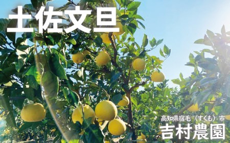 吉村農園の土佐文旦大玉5kg(家庭用)