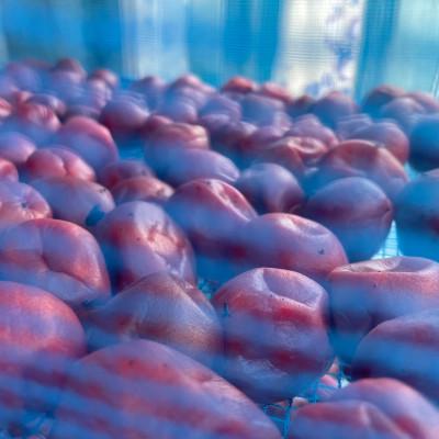 ふるさと納税 水戸市 【水戸市優良観光土産品】Shamrock 粒マスタード 梅香 3個 |  | 02