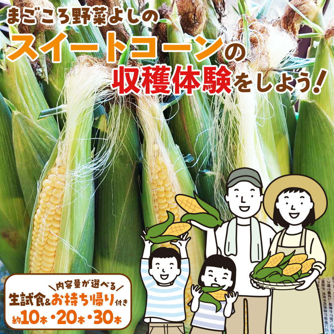 【ふるさと納税】生の試食付き！スイートコーンの収穫体験をしよう！ ( 選べるお持ち帰りの内容量 ) 収穫体験 トウモロコシ とうもろこし コーン 野菜 体験 チケット