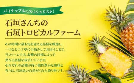 訳あり 石垣さんちのおすすめパイン詰め合わせ　8～10玉 (約5kg)《2026年4月中旬から順次発送》TP-21