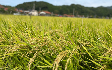 きぬむすめ 令和7年 5kg×2袋 セット 米 コメ こめ 萩産 KAMITAMA｜HG000391