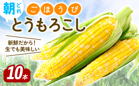 【先行受付】 朝採れ とうもろこし 10本 ごほうびとうもろこし トウモロコシ