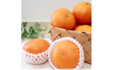 【甘平】【2026年2月頃から発送予定】甘平(かんぺい) 約1.5kg 吉本農園