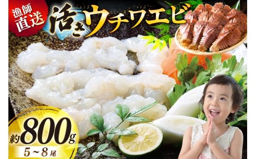 活 うちわえび エビ 海老 海鮮 ウチワエビ 5～8尾(約800g) [ひばり 長崎県 平戸市 hr42bgy420056] 魚介 海産物 鍋 刺身 刺し身 新鮮 国産 お取り寄せ