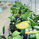 【ふるさと納税】野菜苗 固定種 おまかせ 有機農家 ないとう農園 NAÉ de BIO 有機農業 土壌医 6個セット 12個セット 16個セット