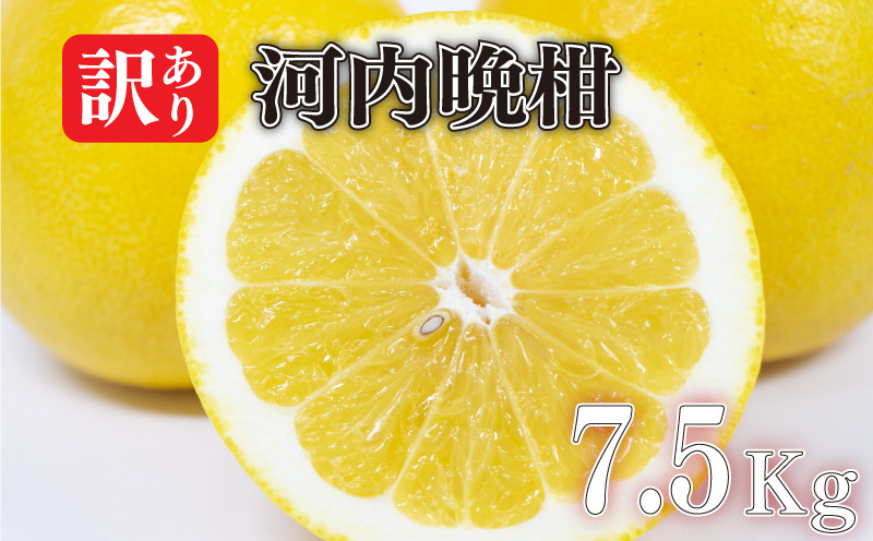 
                  【2026年4月中旬より発送予定】訳あり 河内晩柑 7.5kg | ミカン みかん かわちばんかん 柑橘 和製グレープフルーツ 初夏 柑橘 フルーツ さっぱり 甘い 旬 フルーツ ギフト お取り寄せ 愛媛 松山
                