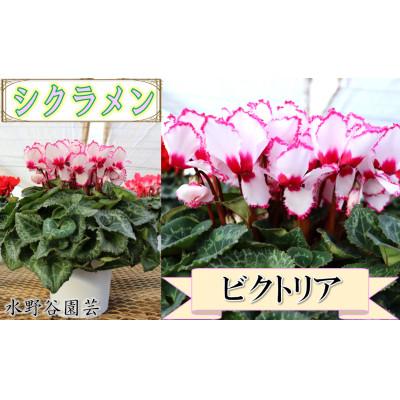 ふるさと納税 中島村 【先行予約】シクラメン6号鉢(ビクトリア)　水野谷園芸