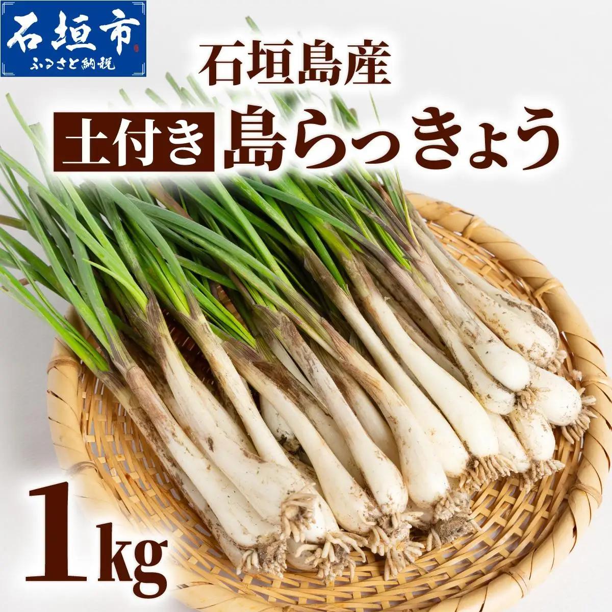 石垣島産 土付き 島らっきょう 1kg 