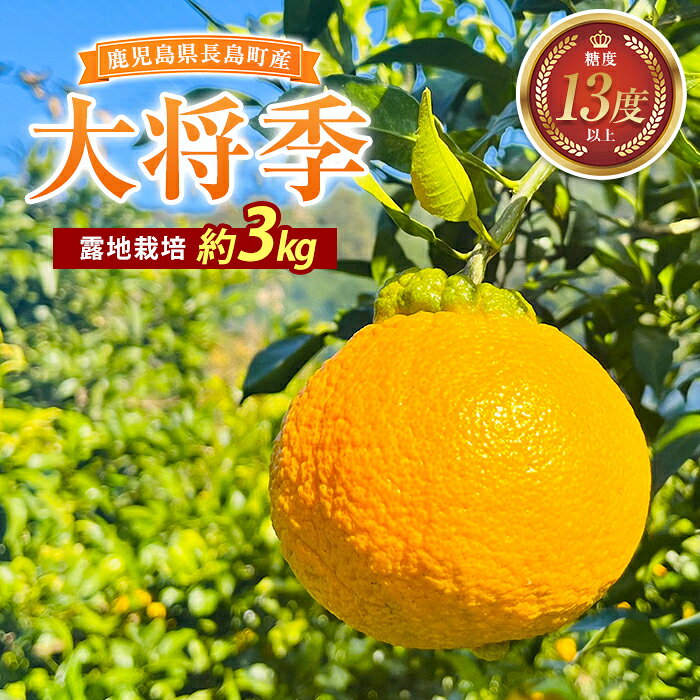 【ふるさと納税】露地栽培の大将季（約3kg）国産 鹿児島県産 長島町 だいまさき フルーツ 柑橘 みかん 完熟 糖度13度【竪山果樹園】tate-1633