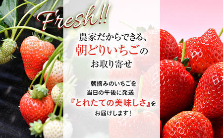 【訳あり】いちご とちあいか不揃い粒 2kg ※2027年5月～発送