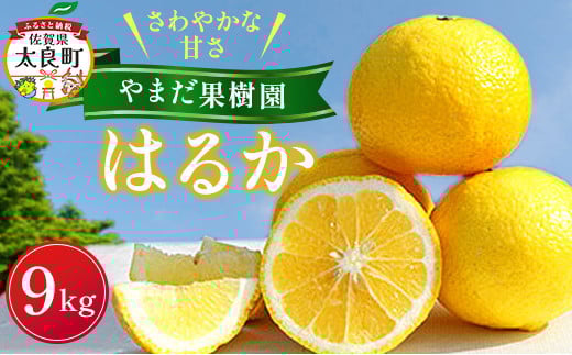 
            やまだ果樹園のはるか 9kg 【2026年1月下旬～2月上旬発送予定】 みかん ミカン 蜜柑 たらみかん 太良みかん はるか 柑橘 国産 フルーツ 果物 くだもの 果実 ビタミン豊富 爽やか 甘い 贈答品 贈り物 ギフト 佐賀県 太良町 NC29
          