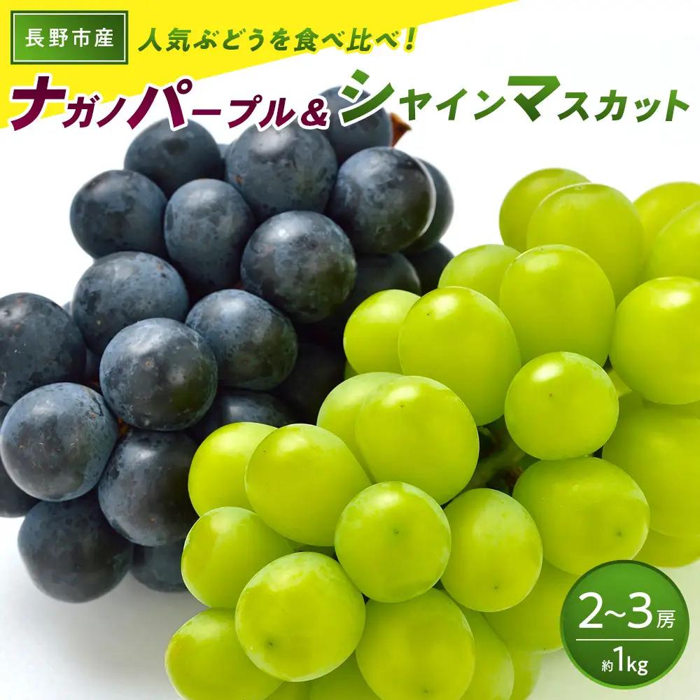 食べ比べ「ナガノパープル&シャインマスカット」約1kg （2～３房）入【2026年9月以降発送予定】(さらしな青果) | ぶどう  シャインマスカット