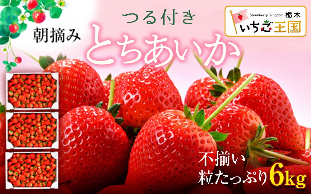 【訳あり】いちご とちあいか不揃い粒 2kg×3箱 計6kg※2027年5月中旬～発送