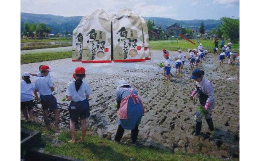 
【頒布会】南魚沼産（しおざわ）こしひかり8割減農薬米、精米5Kg×12回
