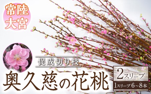 
                  【先行予約】奥久慈の花桃 2スリーブ 促成切り枝 枝物 枝もの 切り枝 桃 花桃 もも 生け花 インテリア 【JA常陸 奥久慈枝物部会】【ho1597】
                
