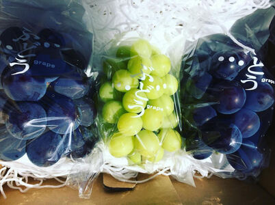 ぶどう 約2kg 3房～4房 ブドウ 葡萄 【2025年夏発送】くだもの 果物 フルーツ 旬 完熟 鈴木園 藤稔 シャインマスカット クイーンニーナ BKシードレス 涼香 マスカットノワール  藤沢市