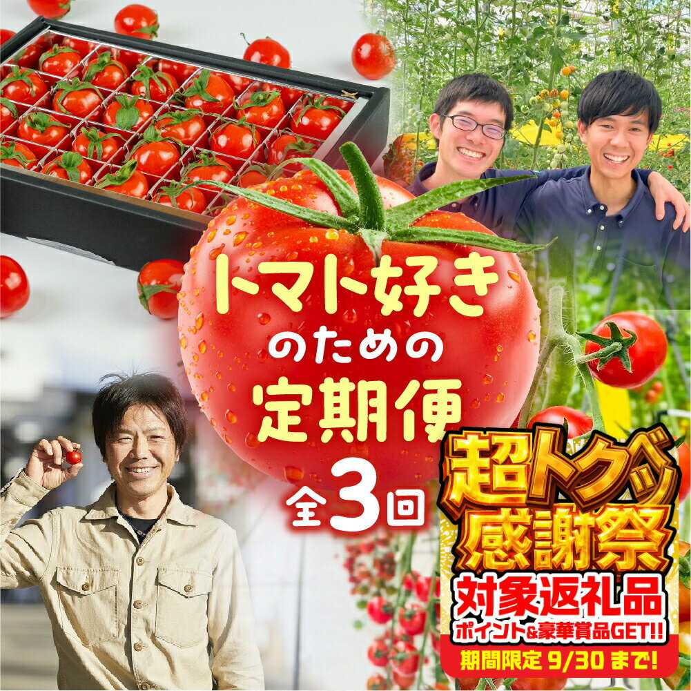 【ふるさと納税】トマト大好き定期便 3回お届け トマト ミニトマト フルーツトマト 食べ比べ 高糖度 プチぷよ ファーストトマト とまと 旬 先行予約 期間限定 お楽しみ トマト定期便 定期 3回 3ヵ月 希少品種 人気 楽天限定 ふるさと納税 愛知県 豊橋市 送料無料