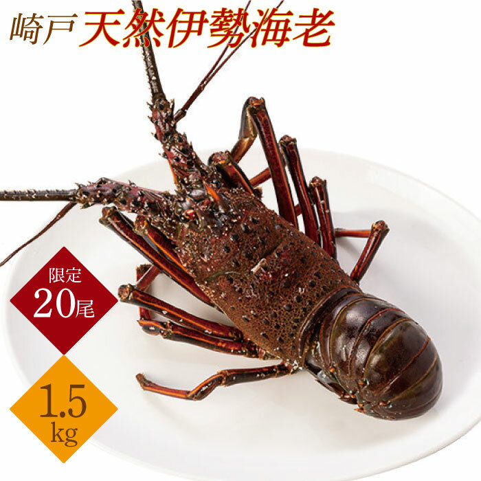 【ふるさと納税】【横綱級のデカさ！】崎戸産の 天然 伊勢海老 1～2尾（計約1.5kg）＜西海大崎漁協 崎戸支所＞[CAW002] 長崎 西海 伊勢海老 エビ 伊勢エビ 天然 贈答 ギフト