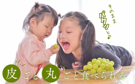 【2026年先行予約】訳あり シャインマスカット 家庭用 約2kg（4~6房）※最低1.8kg以上 | シャインマスカット
