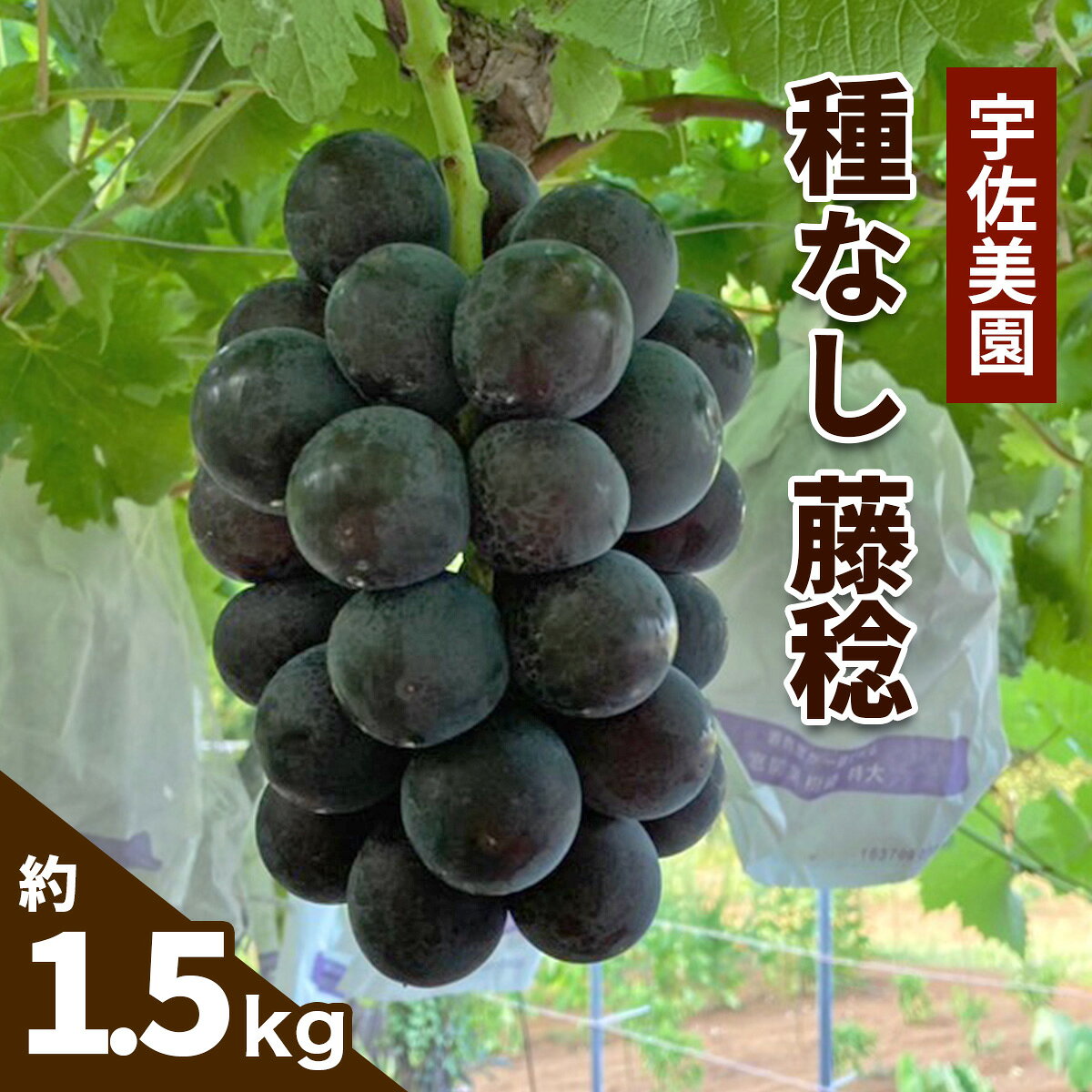 【ふるさと納税】[8月中旬より順次発送／数量限定] 宇佐美園の種なし 藤稔 約1.5kg｜先行予約 ブドウ 圧巻の大粒と濃厚な甘み [1169]