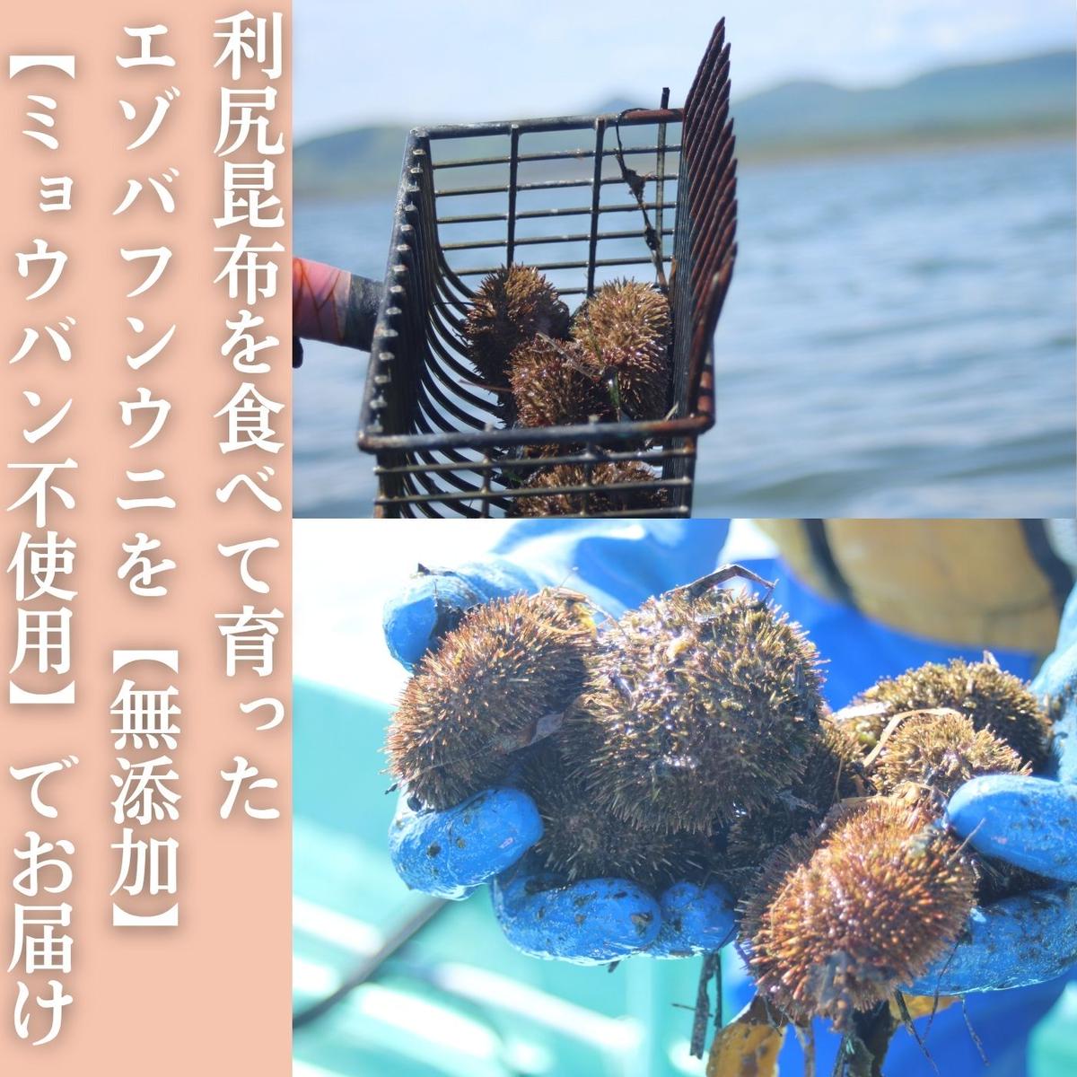 20-323 生 うに 紋別コムケ湖産 ミョウバン不使用 100g（100g×1個）_イメージ2