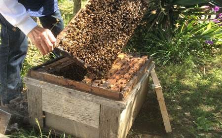 つくばで採れたはちみつ 150g×3 本【 茨城県 つくば市 はちみつ ハチミツ 蜂蜜 蜜蜂 みつばち ミツバチ 養蜂 】