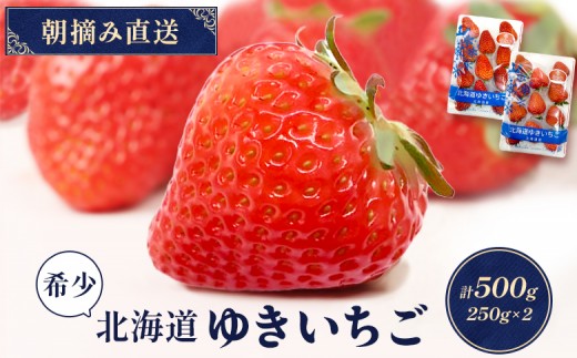 【2027年１月以降発送！】【北海道産】ゆきいちご（すずor恋みのり） ２Pセット 各250g×２ 計500g
