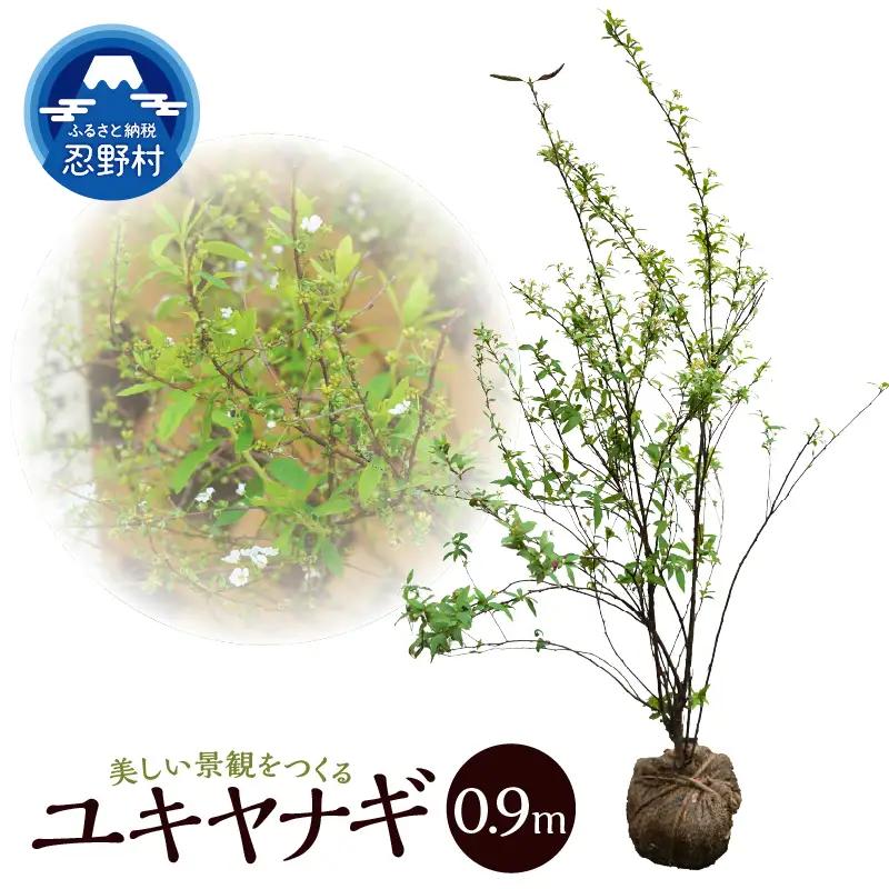植木　ユキヤナギ（雪柳）　0.9ｍ