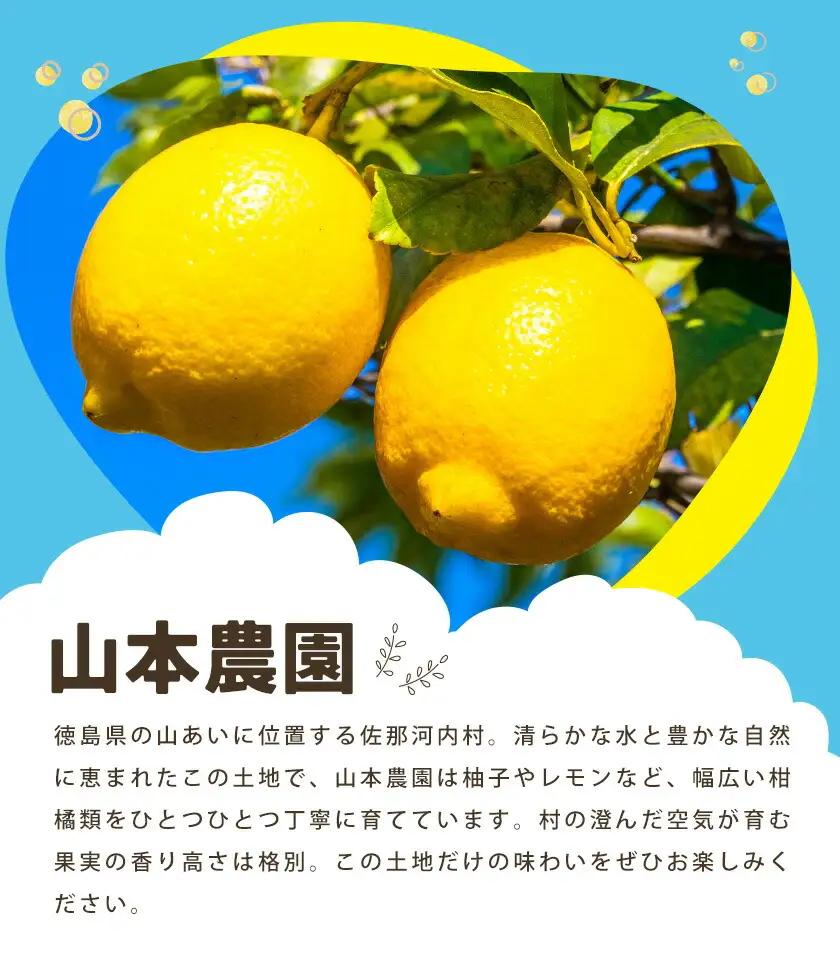 訳あり グリーンレモン 山本農園 3kg