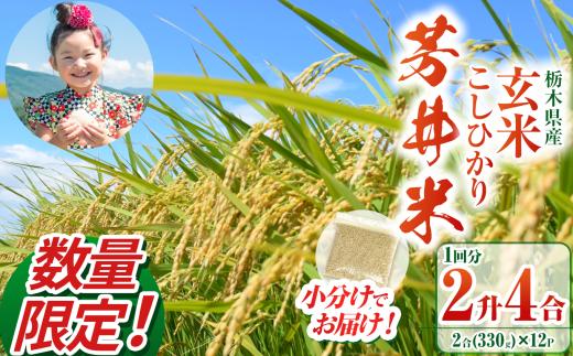 【数量限定】【令和7年度】那珂川町産芳井米 玄米 330g（2合分）×12 | こしひかり 米 ごはん  ふっくら もちもち  ふるさと納税 那珂川町 栃木県