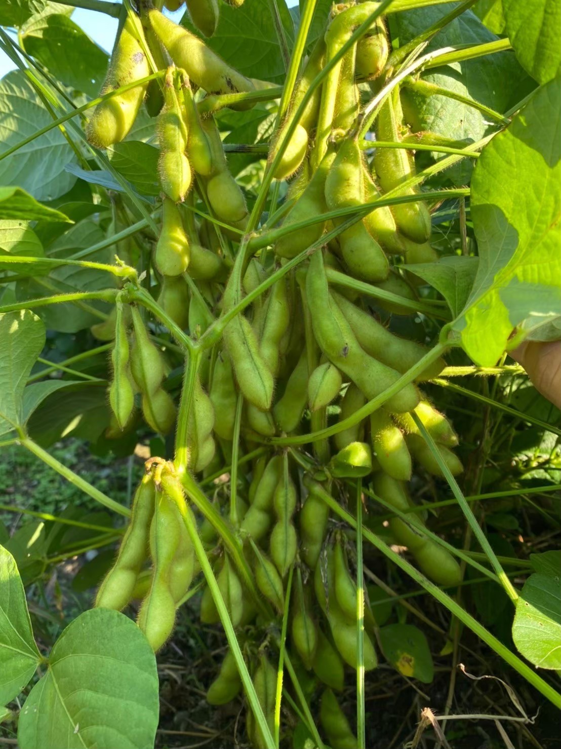 【先行予約】秋の味覚「丹波黒枝豆」  フレッシュな甘み・500g×4袋　初摘み 【2026年10月6日頃～13日頃発送予定】 知る人ぞ知る日本三大枝豆（丹波黒枝豆・黒崎茶豆・だだちゃ豆）のひとつ！