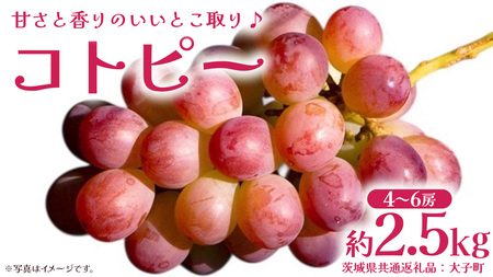 コトピー 2.5kg 【2026年8月下旬発送開始 】 (茨城県共通返礼品：大子町)