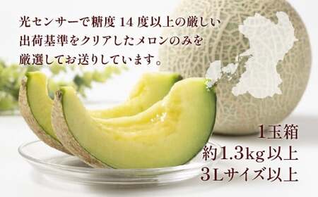 肥後グリーン 1玉 約1.3kg以上 果物 くだもの フルーツ メロン 【2026年6月上旬～2026年6月下旬迄順次発送予定】