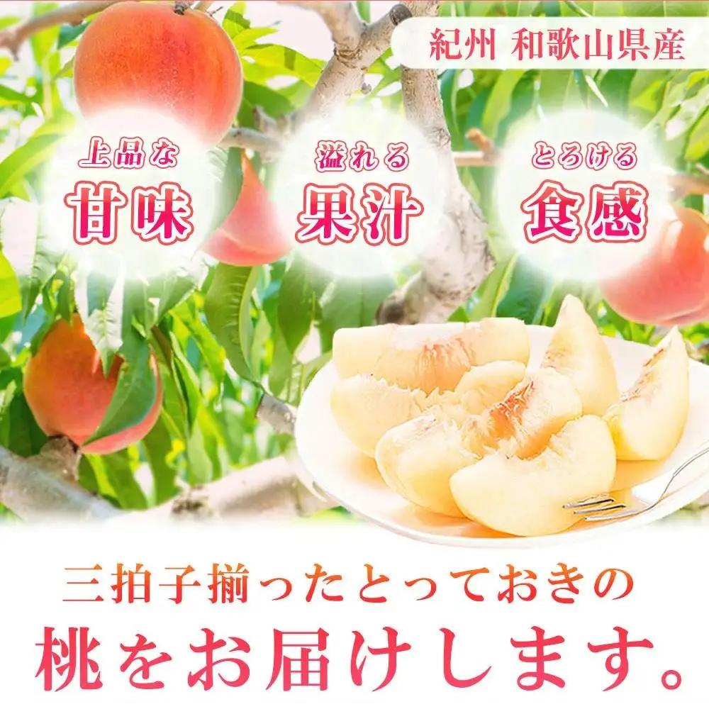 紀州和歌山産の桃 約1.8kg 【2026年発送】［UT52］化粧箱入 もも フルーツ