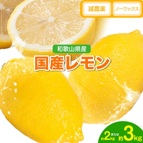 【ふるさと納税】レモン 国産 レモン 2kg または 3kg ( L～4Lサイズ ) ノーワックス 減農薬 どの坂果樹園《2025年2月上旬-5月末頃出荷》 和歌山県 日高町 レモン れもん 檸檬 旬 果物 フルーツ 柑橘 産地直送 送料無料