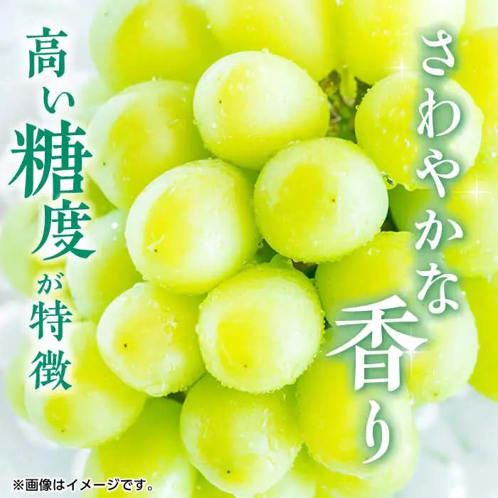 【先行予約】シャインマスカット 約1.2kg（2から3房） ぶどう 種なし  熊本 くまもと 九州 皮ごと  【合同会社 福福堂】[ZCN006]