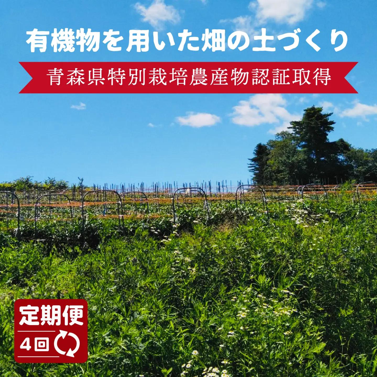 【4回定期便】 【青森県特別栽培】ピーマン 1kg ピクシー　