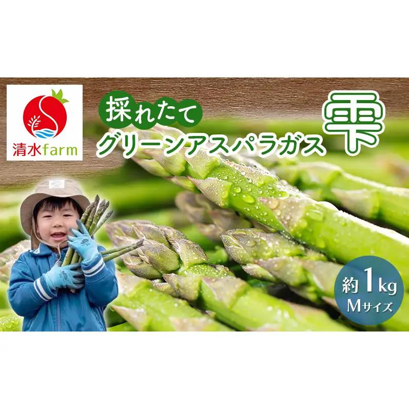 【2027年4月～発送】富良野産 採れたて直送! グリーンアスパラ 「雫」Mサイズ【約1kg】 (清水farm) アスパラ アスパラガス 野菜 新鮮 季節限定 北海道 富良野 ふらの