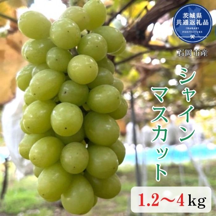 【ふるさと納税】選べる容量 開田ぶどう園 シャインマスカット （茨城県共通返礼品・石岡市産） ／ シャインマスカット ぶどう 葡萄 ブドウ 果物 フルーツ