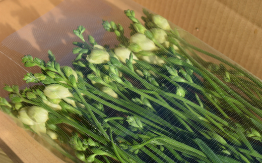 1月発送：優しい香り フリージア 黄色　50本 生産者直送 直送 生花 切り花 花 はな 春 先行予約 予約 茨城県 利根町