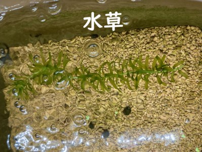 人気！みゆきめだかと産卵床・水草の飼育セット(メダカ15匹)_DB01 ※北海道・沖縄・離島への配送不可 ※2023年10月上旬頃より順次発送予定◇