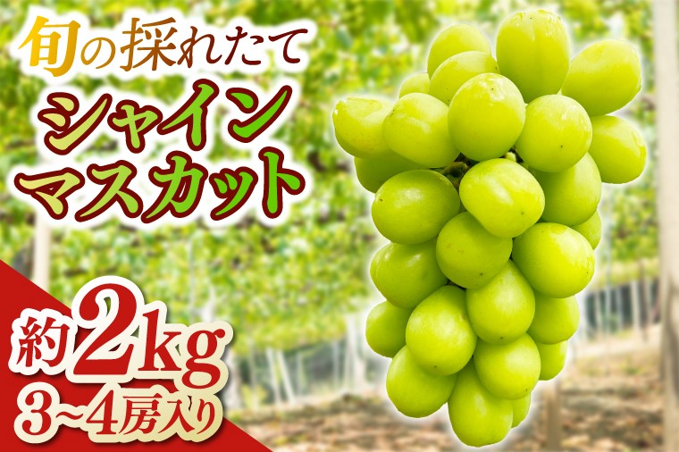 
            【ふるさとチョイス限定】＼数量限定／旬の採れたてシャインマスカット (3～4房) 約2kg (EG001)
          