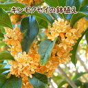 キンモクセイの鉢植え（白プラ鉢）　【 苗木 観葉植物 ガーデニング 金木犀 甘い香り 】