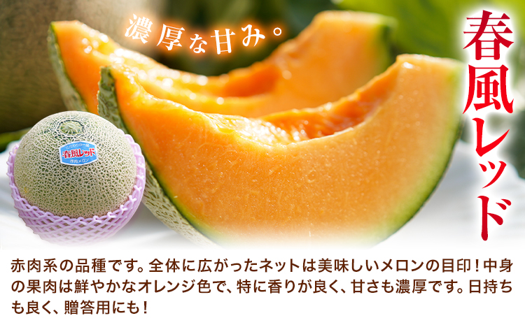 【全2回定期便】つるたファームから旬のお届け便 こだわりRed 自然栽培米 ヒノヒカリ 5kg 春風レッド メロン 2玉 株式会社七城の恵み《メロン5月・米11月出荷予定》熊本県 菊池市 米 メロン 