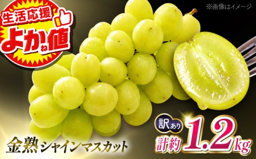 ＼生活応援よか値キャンペーン／シャインマスカット【先行予約】【訳あり】 こば農園 こだわりのシャインマスカット 約1.2kg 【合同会社 こば農園】ぶどう ブドウ 葡萄 マスカット 熊本 山鹿 フルーツ 果物 1万円以下 10000円以下 [ZFO011-CP]
