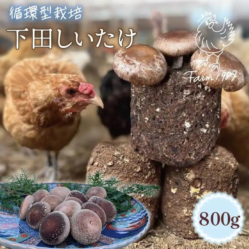 しいたけ 800g 椎茸 先行予約 菌床椎茸 きのこ 静岡 下田 伊豆 養鶏 farm1987